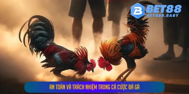 An toàn và trách nhiệm trong cá cược đá gà