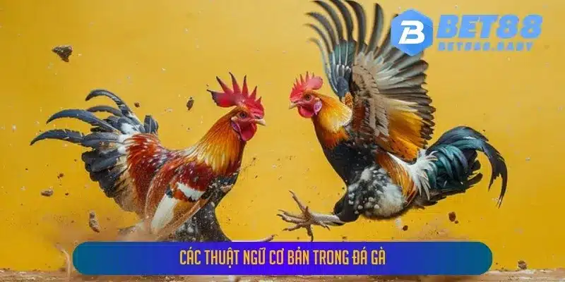 Các Thuật Ngữ Đá Gà Cơ Bản